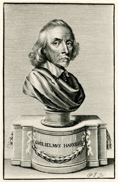 William Harvey da German School
