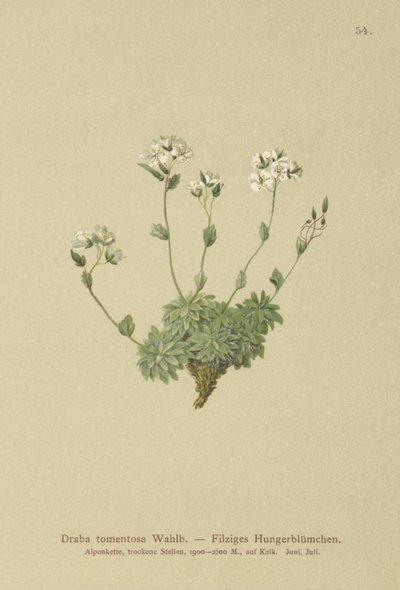 Draba lanosa (Draba tomentosa) da German School