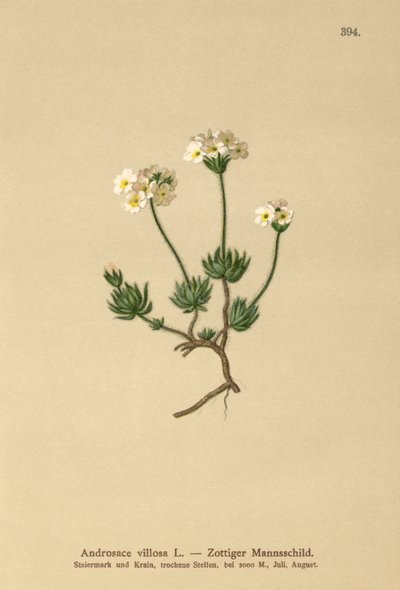 Androsace villosa (Androsace villosa) da German School