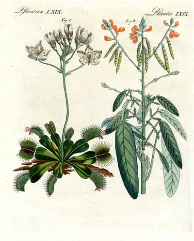 Piante meravigliose da German School
