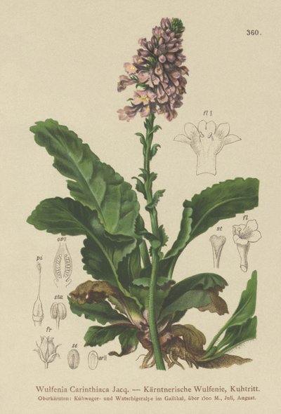 Wulfenia carinthiaca da German School