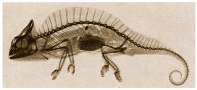 Radiografia di un camaleonte c.1890 da German School
