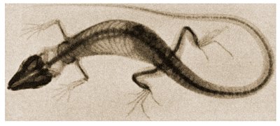 Radiografia di una lucertola c.1890 da German School