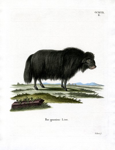 Yak da German School