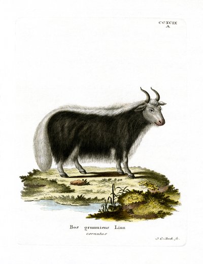 Yak da German School