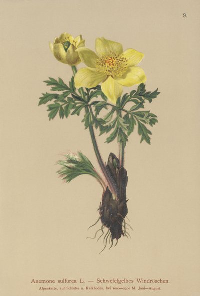 Anemone gialla (Anemone sulfurea, Anemone sulphurea, Pulsatilla alpina) da German School