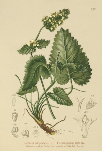 Betonica gialla (Betonica Alopecurus, Stachys alopecuros) da German School