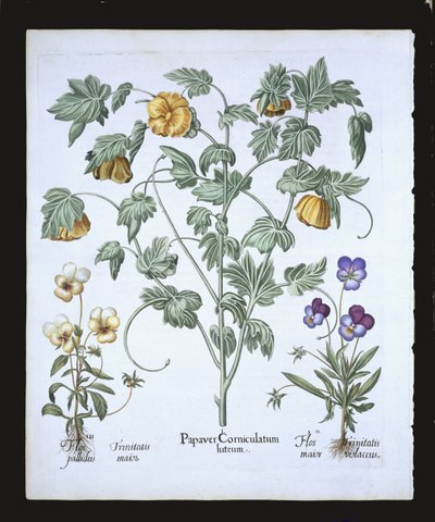 Papavero cornuto giallo, da Hortus Eystettensis di Basil Besler, pub. 1613 da German School