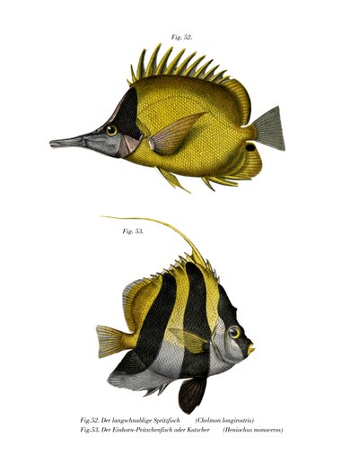 Pesce farfalla dal naso lungo giallo da German School