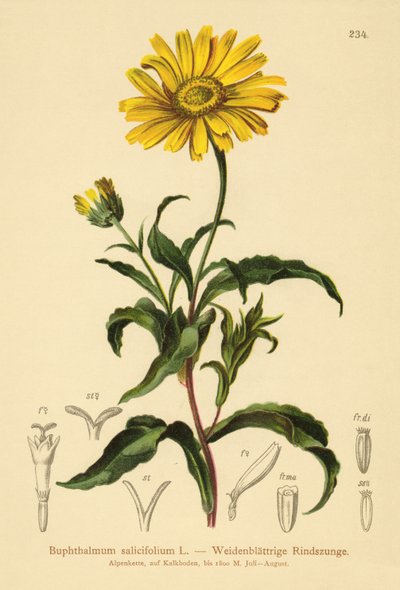 Occhio di bue giallo da German School