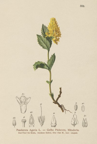 Paederota ageria (Paederota Ageria, Paederota lutea) da German School