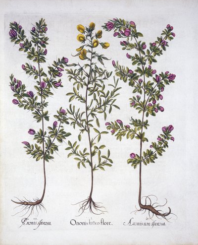 Ginestrino giallo, Ginestrino rosa e Ginestrino spinoso rosa, da Hortus Eystettensis, di Basil Besler, pub. 1613 da German School