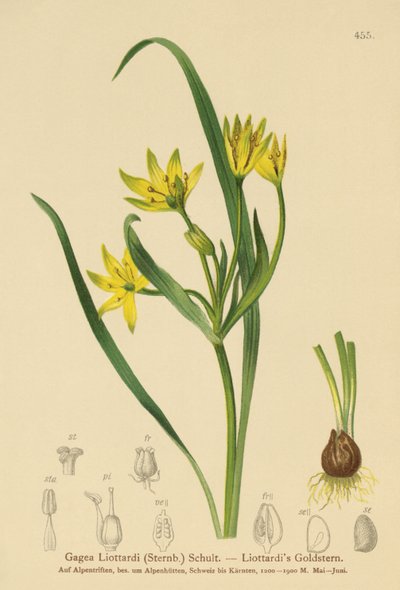 Gagea Liottardi, Gagea lutea, Gagea fragifera, Ornithogalum minimum var. fragiferum, Gagea fistulosa subsp. liotardii da German School