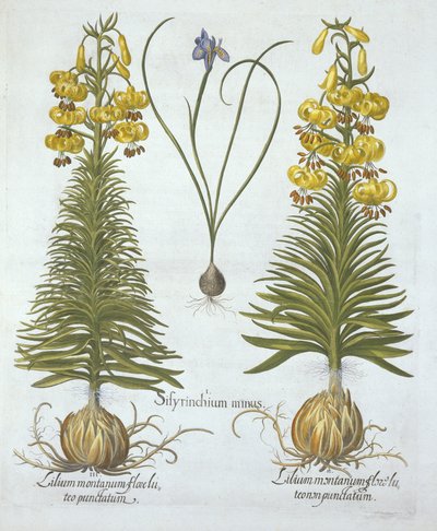 Giglio turco giallo con bulbo e Sisyrinchium, da Hortus Eystettensis, di Basil Besler, pub. 1613 da German School