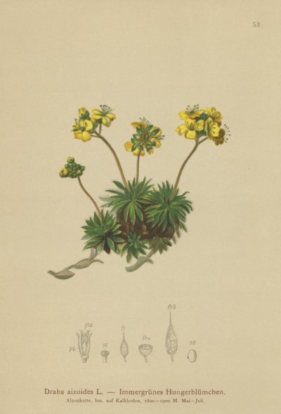 Draba gialla (Draba aizoides) da German School