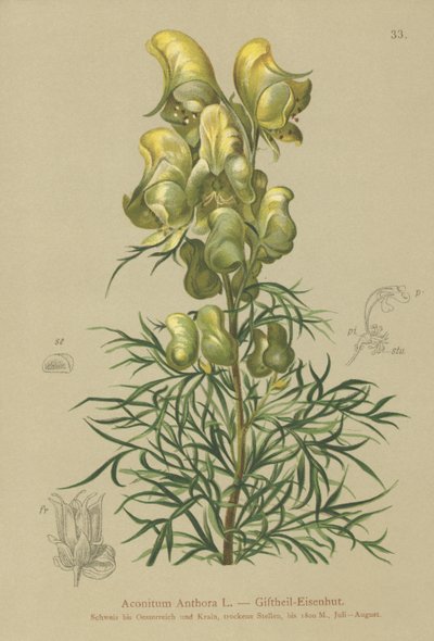 Aconito giallo (Aconitum anthora) da German School