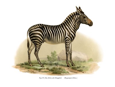 Zebra, 1860 da German School