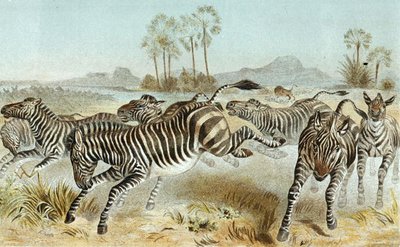 Zebra, tavola da 