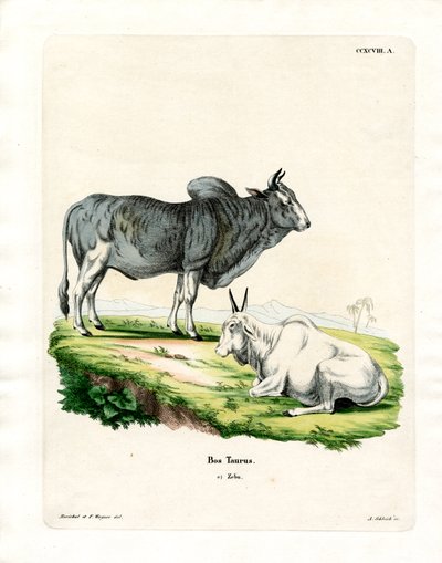 Zebu da German School