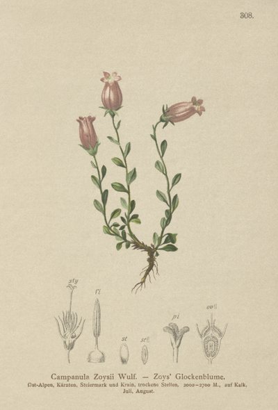 Campanula di Zois (Campanula Zoysii) da German School