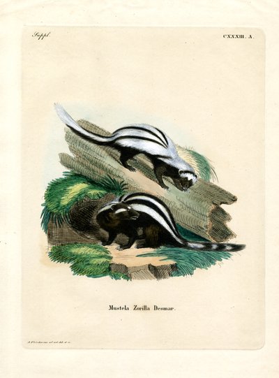 Zorilla da German School