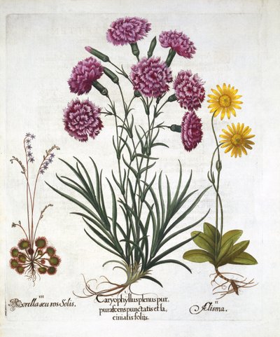 Garofano, arnica e drosera a foglie rotonde, da Hortus Eystettensis, di Basil Besler, pub. 1613 da German School