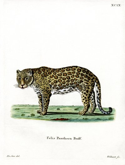 Leopardo da German School