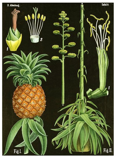 Ananas da German School