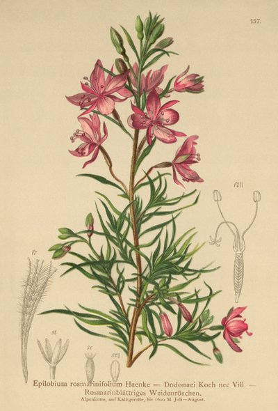 Epilobio a foglie di rosmarino (Epilobium rosmarinifolium, Epilobium dodonaei) da German School