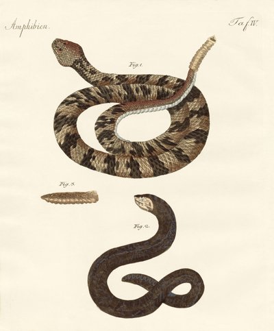 Serpente da German School