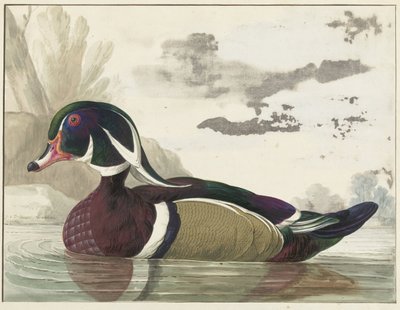 Anatra Carolina da Gerrit van den Heuvel