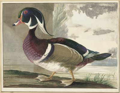 Anatra Carolina da Gerrit van den Heuvel