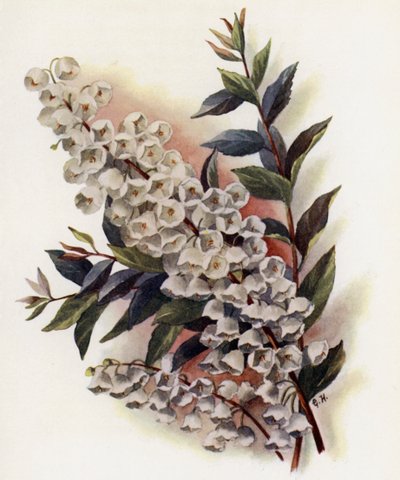 Andromeda Speciosa v Cassinefolia da Gertrude Hamilton