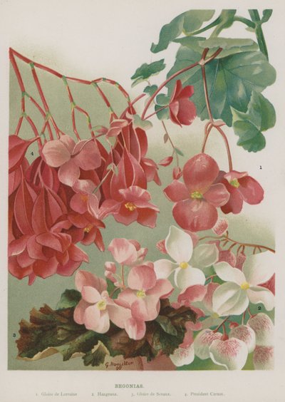 Begonie da Gertrude Hamilton