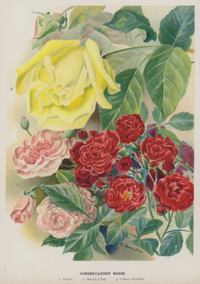 Rose da serra da Gertrude Hamilton