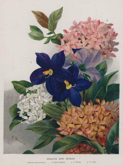 Exacum e Ixoras da Gertrude Hamilton