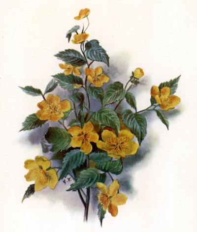 Kerria Japonica da Gertrude Hamilton