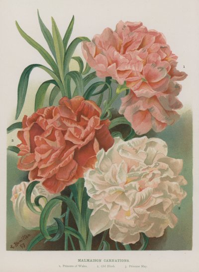 Garofani di Malmaison da Gertrude Hamilton