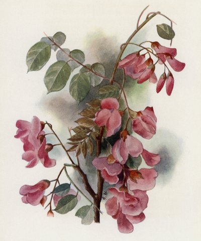 Robinia Hispida da Gertrude Hamilton