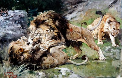 Leoni berberi che combattono, c.1890 da Geza Vastagh