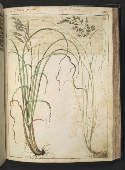 Una pianta erbacea, da "Paintings of Flora of the Roman States" di Gherardo Cibo da Gherardo Cibo