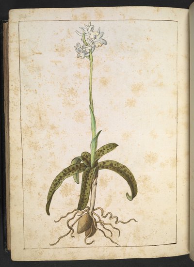 Una pianta con petali bianchi, da "Dipinti della flora degli Stati Romani" di Gherardo Cibo, Add MS 22333, f173v, c.1564-84 da Gherardo Cibo