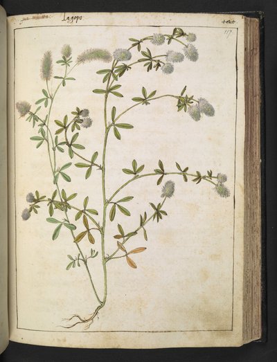 Una pianta con fiori bianchi, da "Dipinti della Flora degli Stati Romani" di Gherardo Cibo, Add MS 22333, f117r, c.1564-84 da Gherardo Cibo