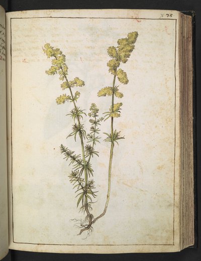 Una pianta con fogliame giallo, da 