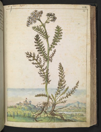 Achillea millefolium: Una pianta alta tipo felce con fiori bianchi, da "Dipinti della flora degli Stati Romani" di Gherardo Cibo da Gherardo Cibo