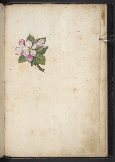 Fiore, da 