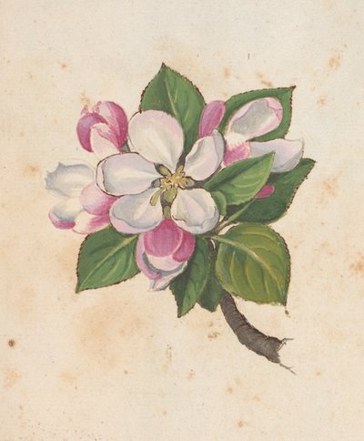 Fiori, da 