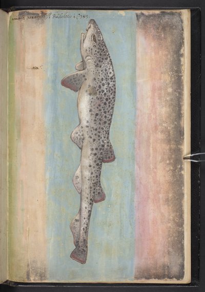 Pesce, da 
