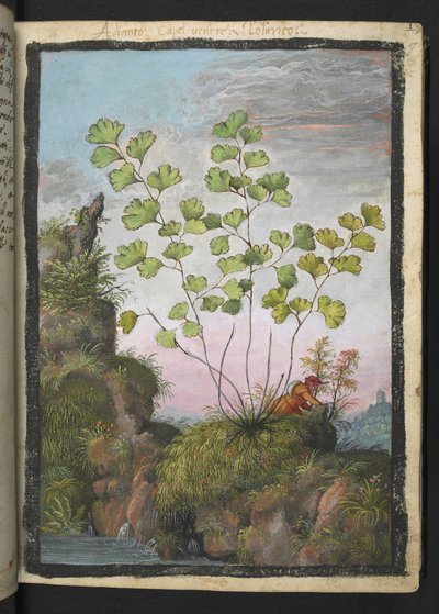 Adiantum capillus-veneris, da "Dipinti della flora degli Stati Romani" di Gherardo Cibo da Gherardo Cibo