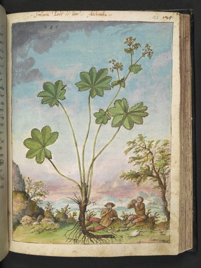 Alchemilla vulgaris (Mantello della signora), da 